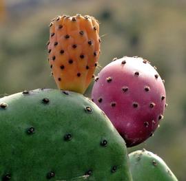   Fruit:   Opuntia   ficus - indica ; Photo by Jose Maria Escolano, flickr.com
